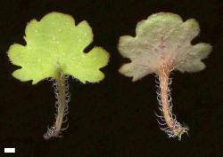 Veronica jovellanoides. Leaf surfaces, adaxial (left) and abaxial (right). Scale = 1 mm.
 Image: P.J. Garnock-Jones © Reproduced from Davidson et al. (2009) with permission from Taylor & Francis and the Royal Society of New Zealand, DOI: 10.1080/00288250909509809 All rights reserved